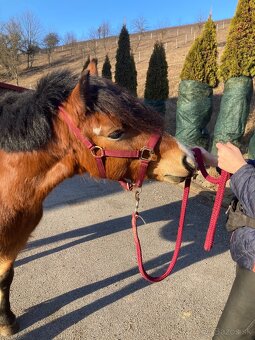 Šikovný pony valach - 3