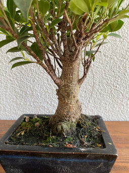 Fikus Ficus Retusa bonsaj4 - 3