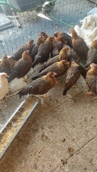 Sliepky mladky leghorn a vlaška jarabičia - 3