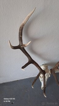 Trofej,parohy - 3