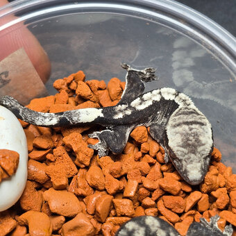 Pagekon riasnaty - C. ciliatus z vlastneho odchovu od 30€ - 3