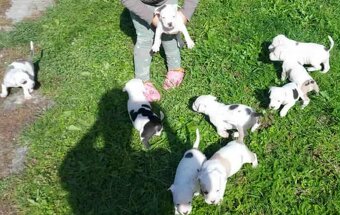 Staford / amstaff - 3