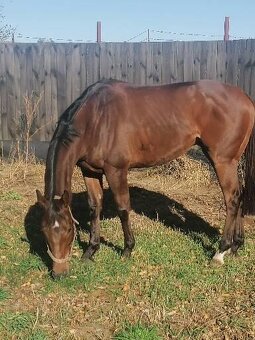 6 ročný valach - 3