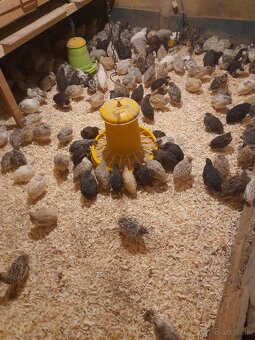 Japonské prepelice - 3