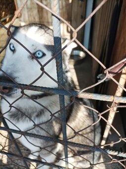 Sibirsky husky steniatko - 3