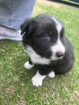 Šteniatka krížence borderkólie - 3