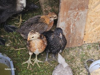 Predám nasadové vajíčka araucana - 3