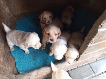 Zlatý retriever šteniatka - 3