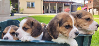 Beagle tricolor - 3