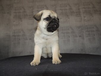 MOPS s PP. - 3