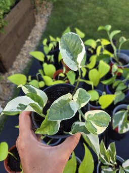 Pothos Epipremnum aureum - 3