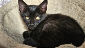 Darujem mačiatko - 3