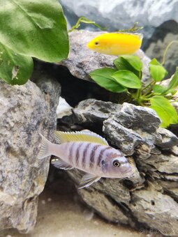 Juwel rio 125 akvárium - 3