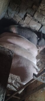 Predam jatočne ošipane - 3