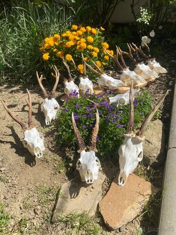 Úprava poľovníckych trofejí - 3