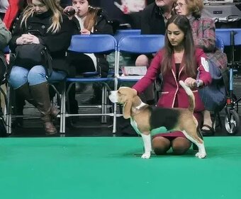 BEAGLE - bigl, beautiful puppies ZKwP/ FCI - 3