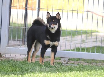 Shiba inu čierny psík s PP - 3