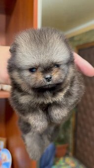 Pomeranian mini - 3