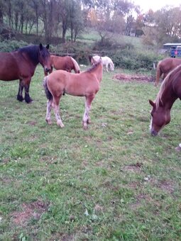 Predám ťažné zriebata - 3