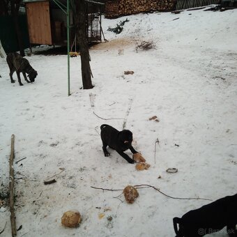 Cane corso - 3