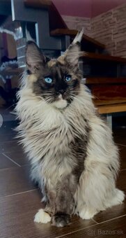 mainska myvalia adopcia - 3