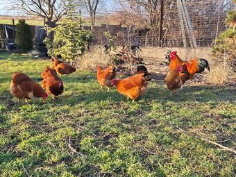 Kuriatka Hempšír - 3