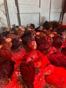 predám kurčatá - 3