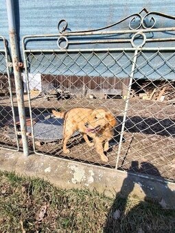 Zlatý retriever - 3