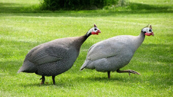 Perlička – Divoká kráska s ostrým zrakom a lahodným mäsom - 3