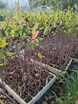 Aronia Nero,Viking - 3