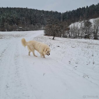 Slovenský čuvač krytie. - 3