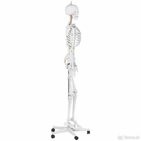 model kostry človeka v životnej veľkosti s výškou 176 cm - 3