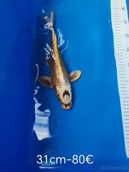 Koi kapor - 3