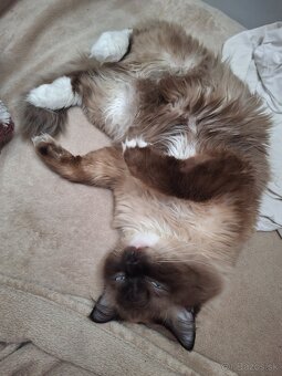 Ragdoll - 3