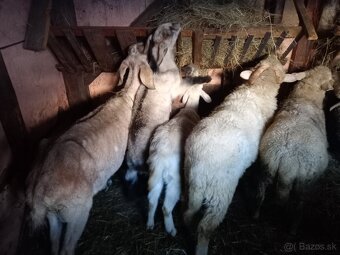 Predám barana - 3