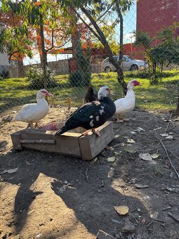 Pižmove kačice - 3