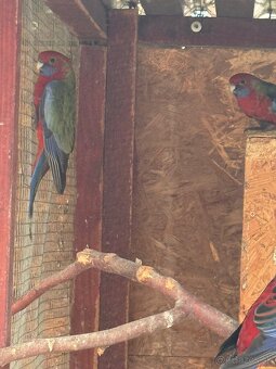 Predam Rozely penantove - 3