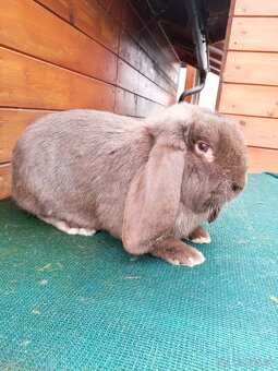 Francúzsky baran Havana - 3