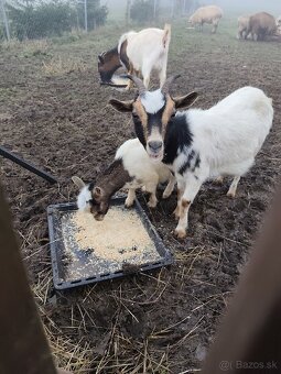 Holandska minikoza - 3