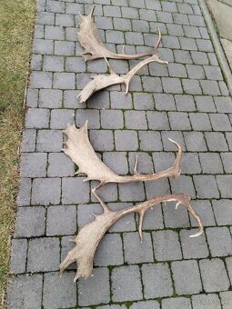 Zhody, parozie parohy daniel - 3