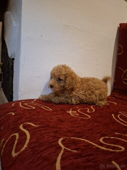Pudel pudlik - 3