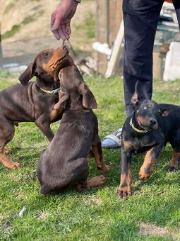 Doberman šteniatka - 3