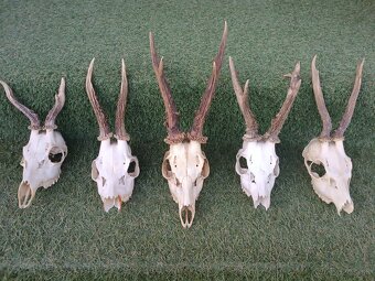 Parohy, zhody, trofeje, srnce - 3