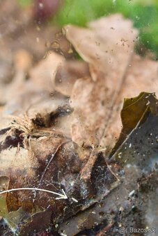 Chvostoskoky (Collembola) - 3