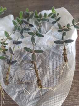 Delosperma echinatum - 3