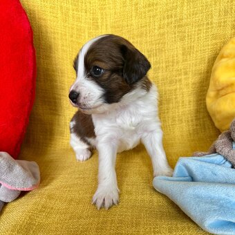 Šteniatka Kooikerhondje – Holandský vábič kačiek - 3