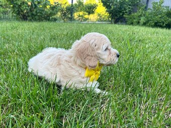 Maltipoo - šteniatko (fenka) - 3