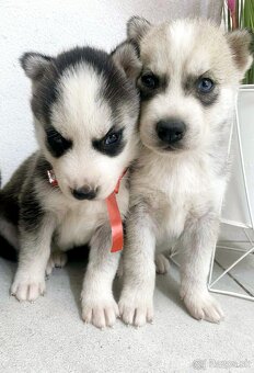 Šteniatka Husky ❤️ - 3