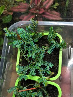 Selaginella uncinata - 3