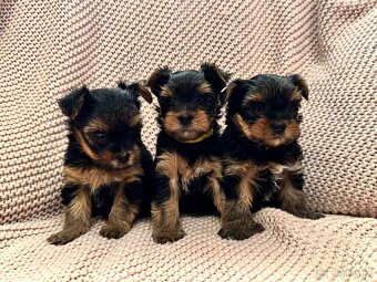 Yorkshire terrier, yorkshirsky terier s PP - 3